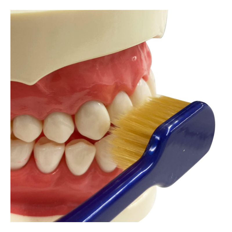 EBISU 惠百施日本百年品牌Premiumcare牙刷62號7列寬頭牙刷普通硬度